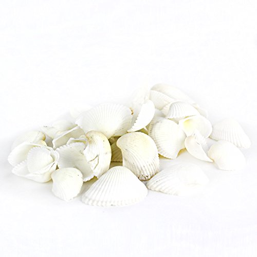 Mixed Beach Seashells for Crafts & Home Decor (Approx. 50 Shells, Up to 2.5")