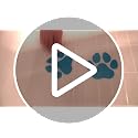 20-Piece Dog Paw Non-Slip Bathtub Stickers with Scraper, Brown