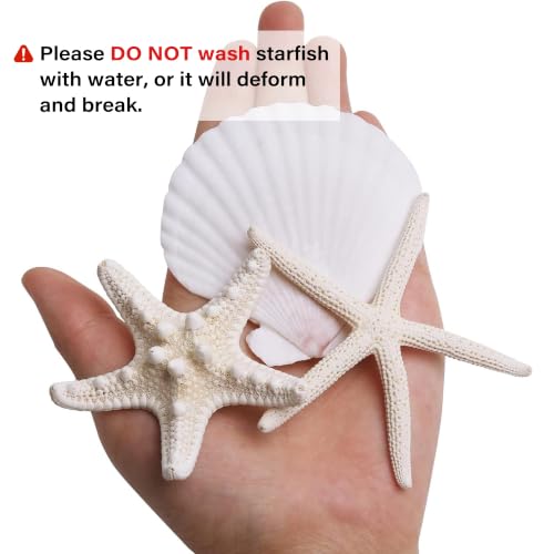 Natural Starfish and Scallop Shells with Pearls for DIY Crafting and Beach Decor 32PCS