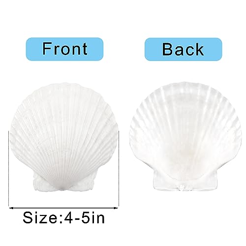 Large Natural Scallop Shells 4-5 Inch (10 Pack) - White Seashells for Crafts