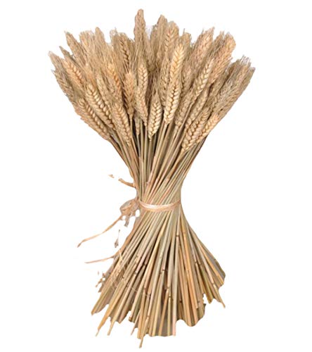 300 Stems Natural Dried Wheat Stalks, 16 Inch Wheat Sheaves for Decor