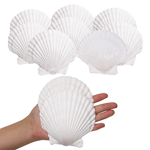 Large Natural White Scallop Shells (10 Pack, 4-5 Inch) for Crafts & Baking