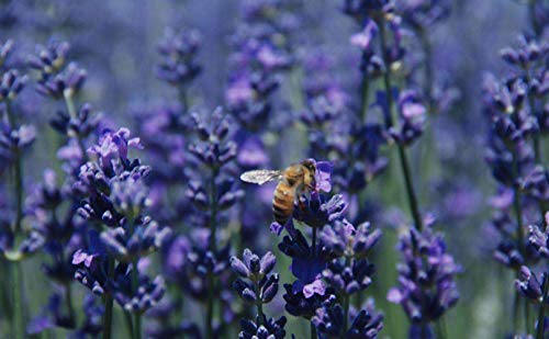 Culinary Dried Lavender Buds - 4 oz Raw Highland Lavender Flowers