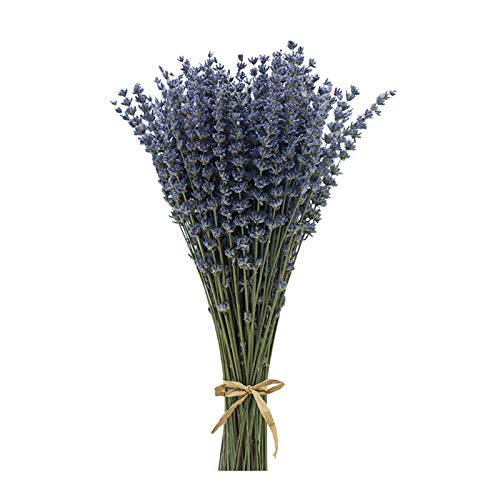 Natural Dried Lavender Flower Bundles, 200 Stems for Decor and Weddings