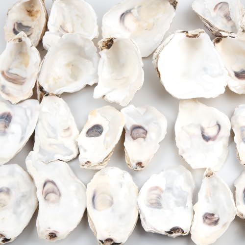 Natural Oyster Shells for Crafts - 30 Pack Large 4"-5" Bulk Seashells