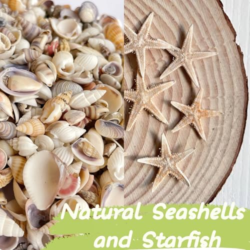 1200 Pcs Natural Mixed Tiny Seashells & 10 Starfish for DIY Crafts & Decor