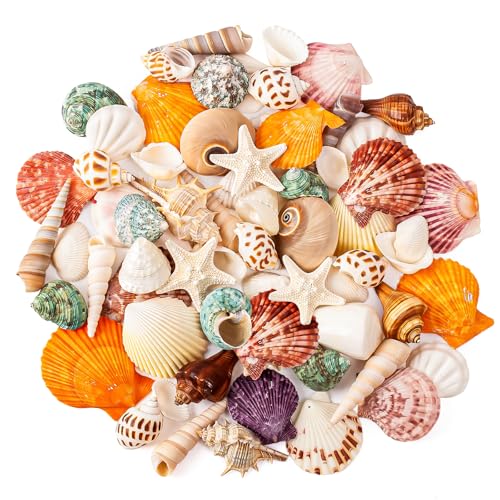 Natural Mixed Ocean Seashells Set for DIY Crafts & Decor (50+ Pcs)