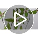 43.3-Inch Artificial Greenery Branches for Vase - 2 Piece Faux Stem Set