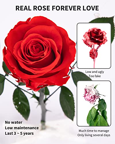Preserved Long Stem Real Rose - Forever Flower Gift for Her