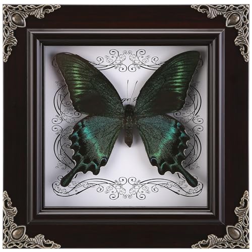 Real Green-Banded Queen Butterfly Specimen in Shadow Box Frame