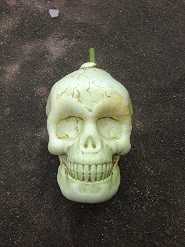 Skull-Shaped Pumpkin Growing Mold for Halloween Gardening