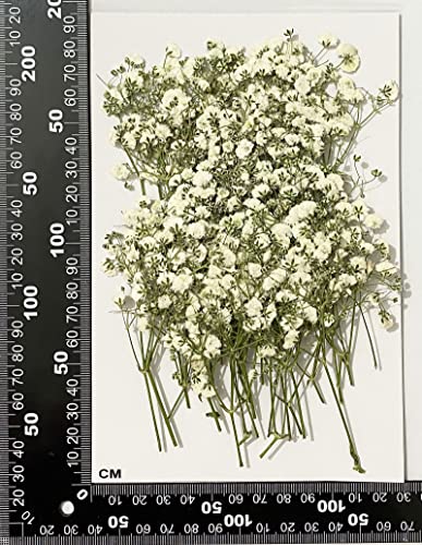 50 Pcs Real Dried Baby's Breath Pressed Flowers for Resin Art and Crafts