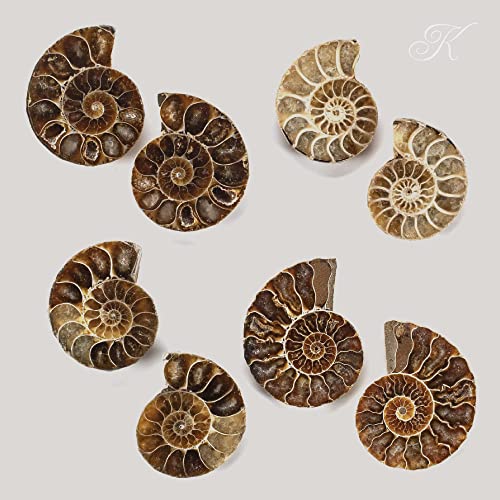 Natural Polished Madagascar Ammonite Shell Pair - Fossil Mineral Stone