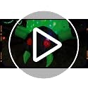 9FT Halloween Inflatable Green Spider Outdoor Lawn Decor with Built-In LEDs