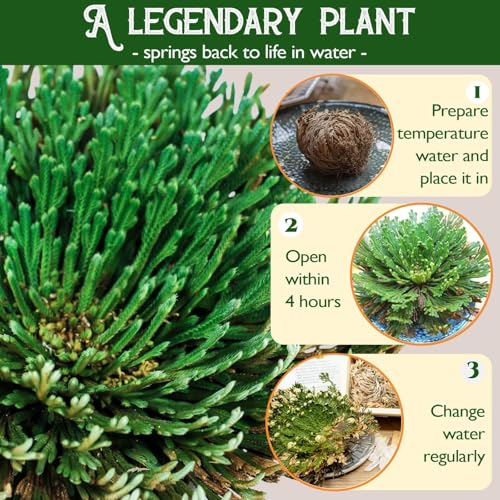 Rose of Jericho Resurrection Plant - 4-Pack Dried Fern for Home Decor