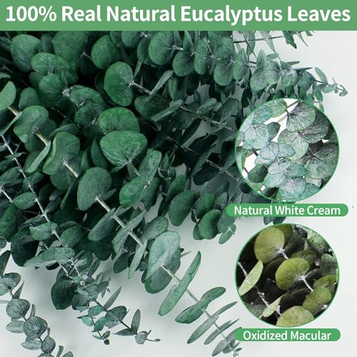 12-Piece Natural Dried Eucalyptus Stems (17 Inch) for Shower & Home Decor