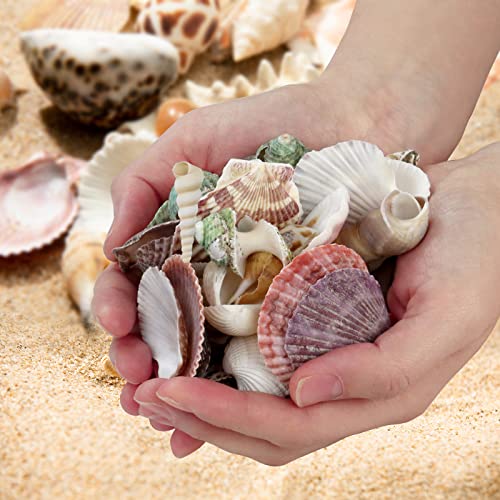 Natural Mixed Beach Seashells Bulk (200 Pcs) for DIY Crafts & Decor