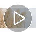 12pcs 40-Inch Dried Pampas Grass Bouquet - Natural Beige Boho Home Decor
