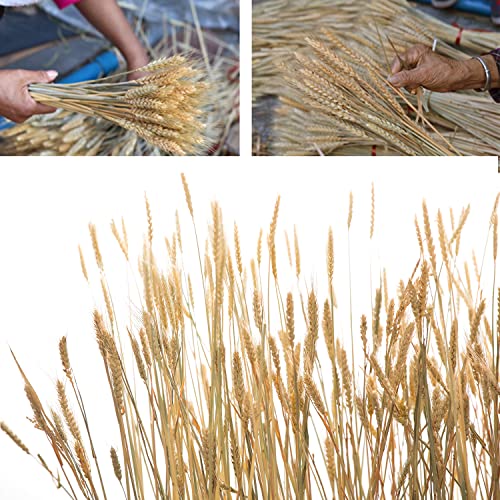 100 Stems Natural Dried Wheat Stalks for Home Decor and Floral Crafts
