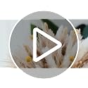 100-Piece Natural Dried Pampas Grass Bouquet - 17.5-Inch Floral Decor