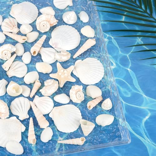 Natural Silver White Seashells Set for DIY Crafts & Decor (75+ Pcs)
