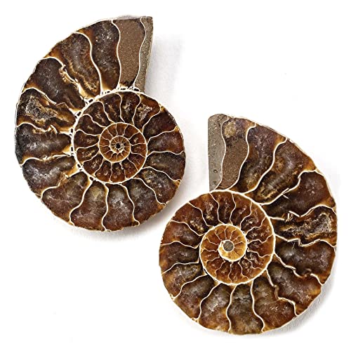 Natural Polished Madagascar Ammonite Shell Pair - Fossil Mineral Stone