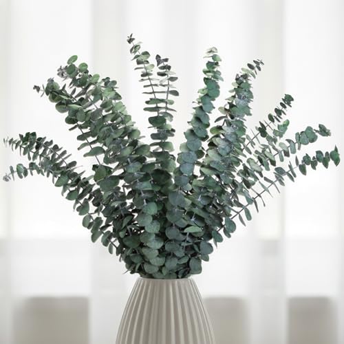 16-Piece Preserved Eucalyptus Stems, 17-Inch Dried Eucalyptus for Shower