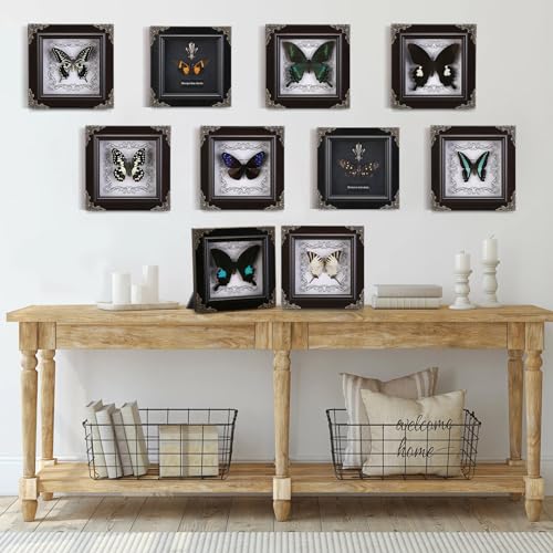 Real Green-Banded Queen Butterfly Specimen in Shadow Box Frame