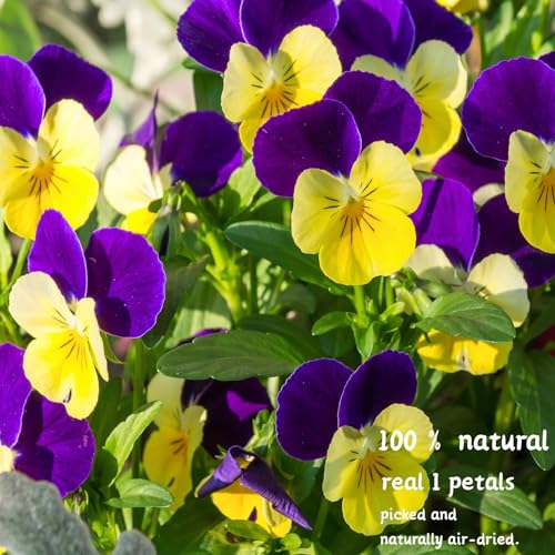60 Pcs Natural Pressed Dried Viola Flowers for Resin Jewelry and Crafts