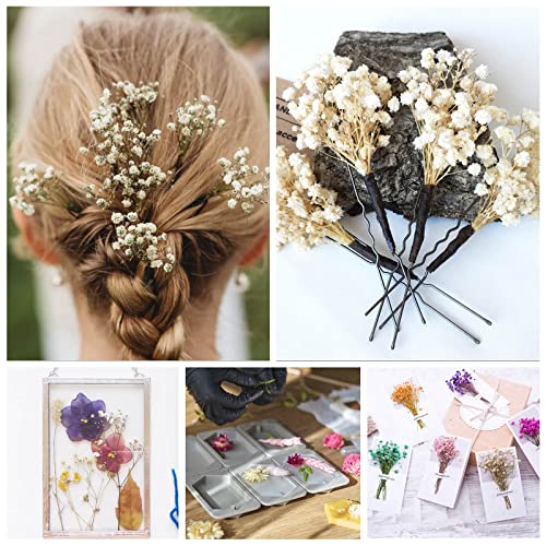 Natural Dried Baby's Breath Flowers - 6" Ivory White Gypsophila Bouquet