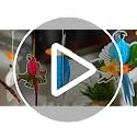Spakon 9-Pack Tropical Parrot Honeycomb Paper Decorations for Christmas & Party Decor