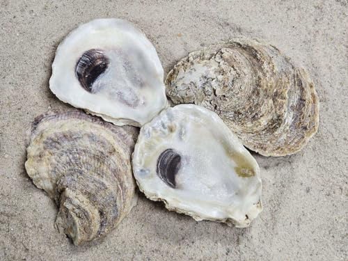 Natural Oyster Shells for Crafts and Decor, 3-4 Inch, 12 Pack