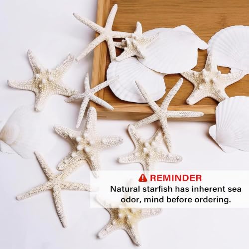 12-Piece Natural Starfish & Scallop Shells (3-4 Inch) for DIY Crafts