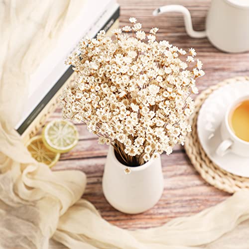 500 Pcs Natural Dried Chamomile Daisy Flowers for Vase Arrangements