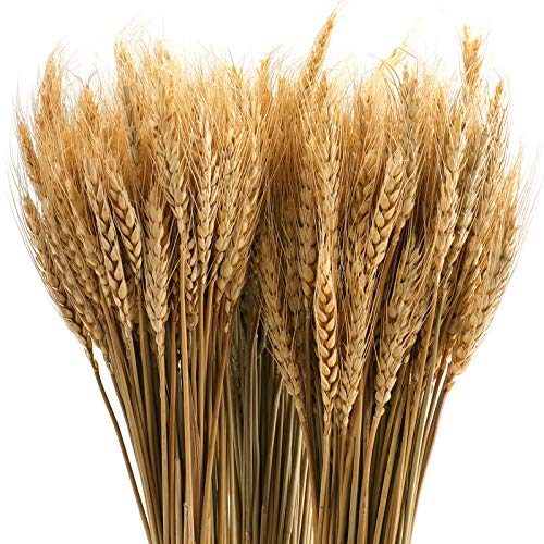 300 Stems Natural Dried Wheat Stalks, 16 Inch Wheat Sheaves for Decor