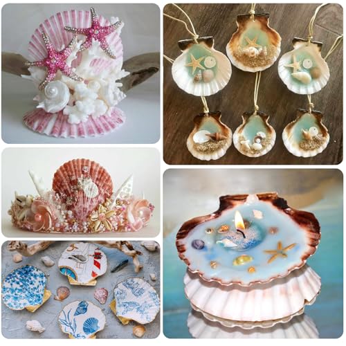 Natural Large Scallop Shells for Crafts & Decor - 10 Pack, 4-4.5 Inch