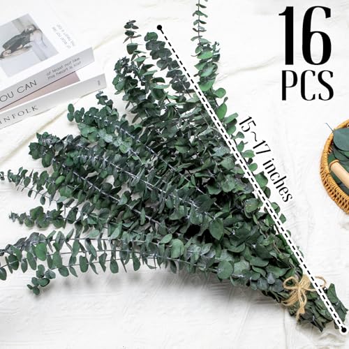 16-Piece Preserved Eucalyptus Stems, 17-Inch Dried Eucalyptus for Shower