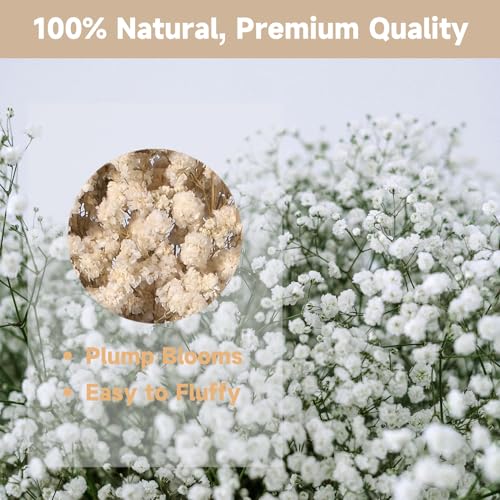 Preserved Dried Baby's Breath Bouquet - 7-inch Natural White Gypsophila
