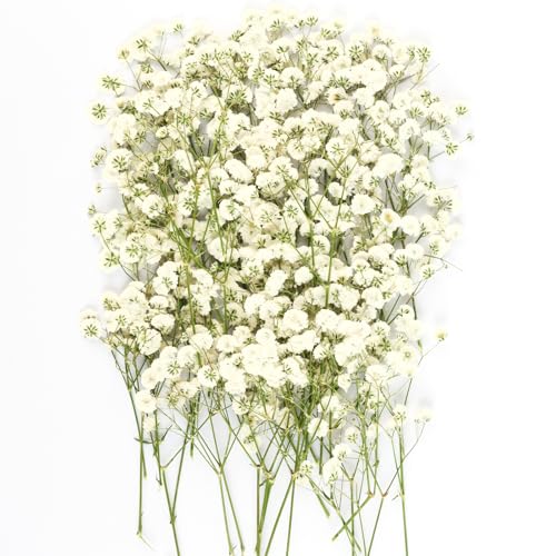 50pcs Mini Dried Pressed White Baby's Breath Flowers for Resin Crafts