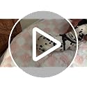 5x7 Ft Checkered Shaggy Area Rug, Soft Fluffy Non-Slip Carpet for Bedroom