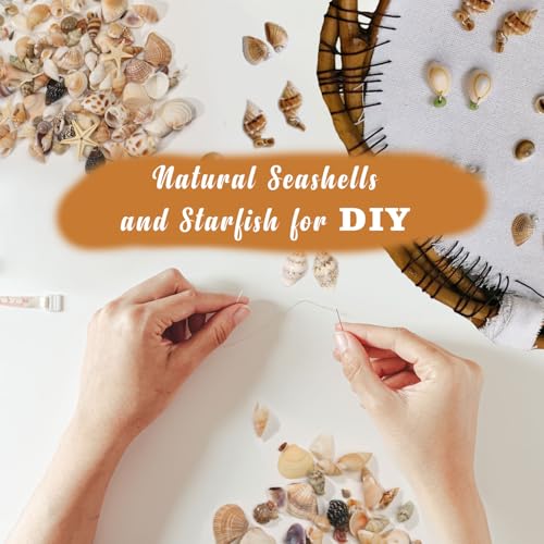 1200 Pcs Natural Mini Seashells & Small Starfish for DIY Crafts & Decor