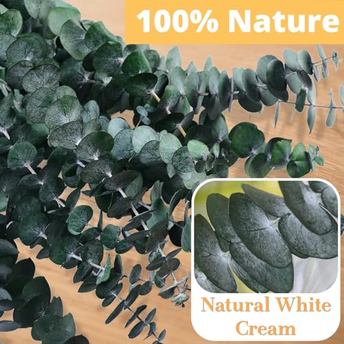 12-Pack Real Preserved Eucalyptus Stems (17") for Shower & Home Decor