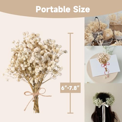 Preserved Dried Baby's Breath Bouquet - 7-inch Natural White Gypsophila