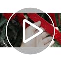 Red Velvet Ribbon Bows for Christmas Decorations, Gold Threaded, 12Pcs