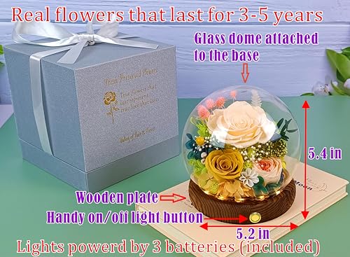 Preserved Champagne-Yellow Rose Arrangement with LED Lights & Gift Box