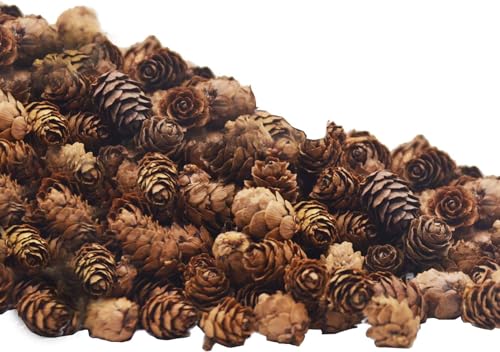 150 Pcs Mini Natural Pine Cones (0.78") for DIY Crafts & Holiday Decor