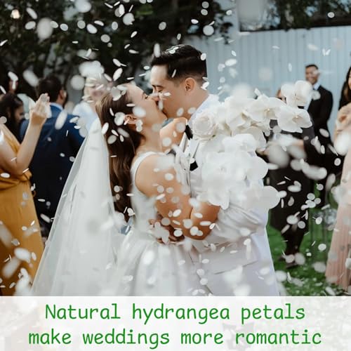 3000+ Real Dried Hydrangea Flower Petals, Ivory White Wedding Confetti