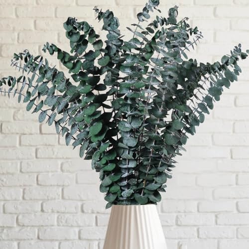 12 Pcs Preserved Eucalyptus Stems - 17-Inch Real Dried Leaves for Home Decor