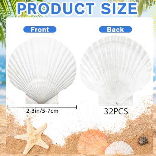 32-Pack Natural White Scallop Shells (2"-3") - Bulk Seashells for Crafts & Decor