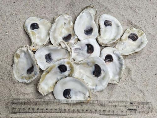 Natural Oyster Shells for Crafts and Decor, 3-4 Inch, 12 Pack